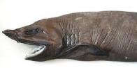 peixe-carago